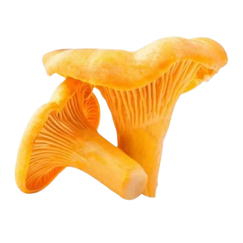 Белфорест - Лисички